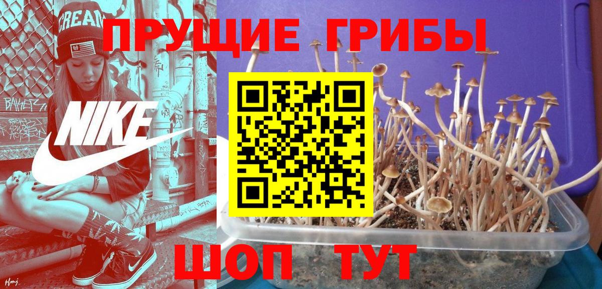 Казань  Галлюциногенные грибы прущие грибы  Вход с VPN 